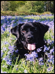Benson1 Benson1
