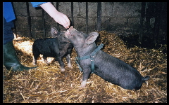 Pig